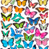 Бабочки разноцветные А4